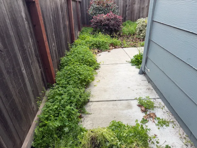 Professional Landscape Designer